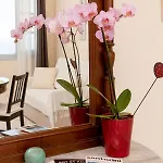 Luna Rossa Santorini Appartement
